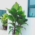 花葉姜芋 花葉姜芋