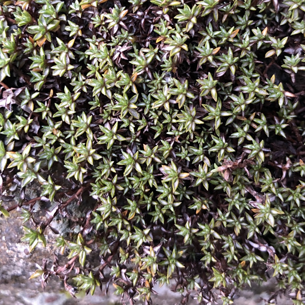 Raoulia tenuicaulis