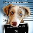 獵犬強盜 獵犬強盜