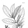 毛葉鷹爪花 毛葉鷹爪花