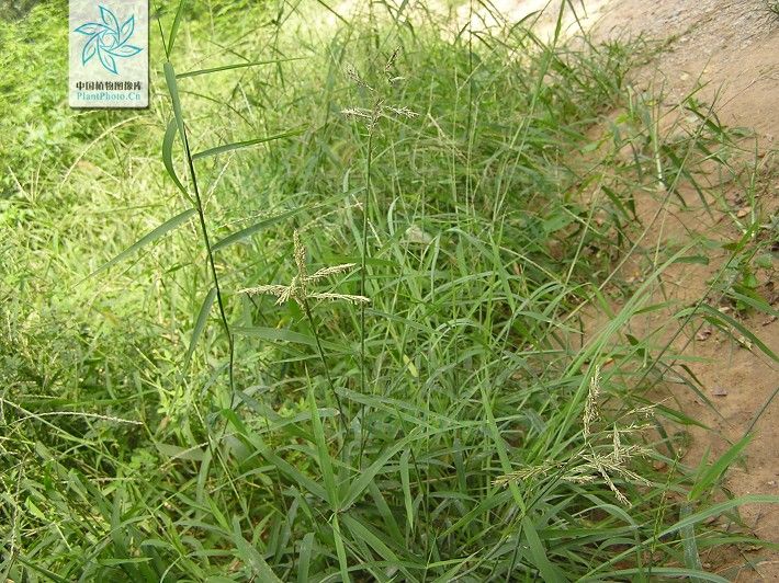 寬葉隱子草 寬葉隱子草