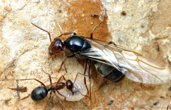 蜜罐蟻繁殖蟻
