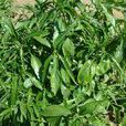 玄參(植物)