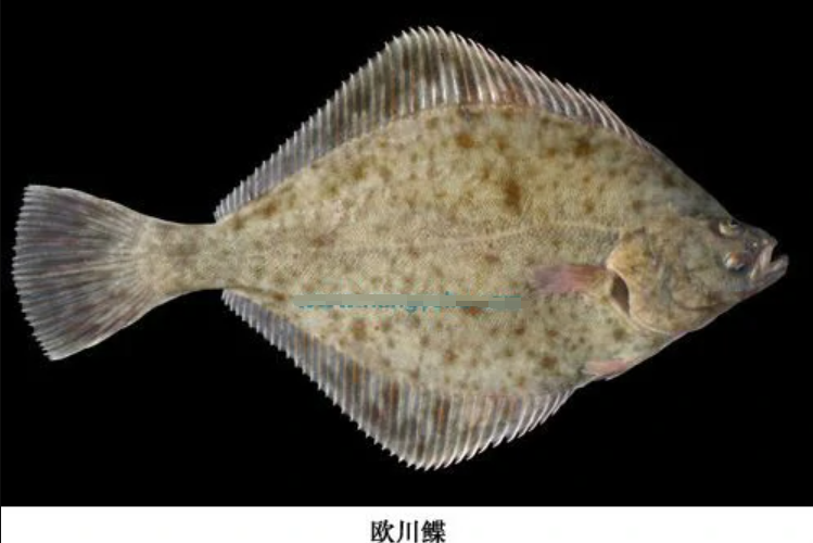 歐川鰈 歐川鰈