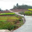 白村村(陝西省鹹陽市禮泉縣西張堡鎮白村村) 白村村(陝西省鹹陽市禮泉縣西張堡鎮白村村)