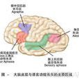 感覺性失語症 感覺性失語症