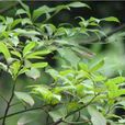 小葉楠 小葉楠