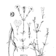粉花蠅子草 粉花蠅子草