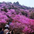 大珠山