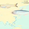 青帶小公魚 青帶小公魚