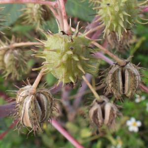 蓖麻(Ricinus communis) 蓖麻(Ricinus communis)