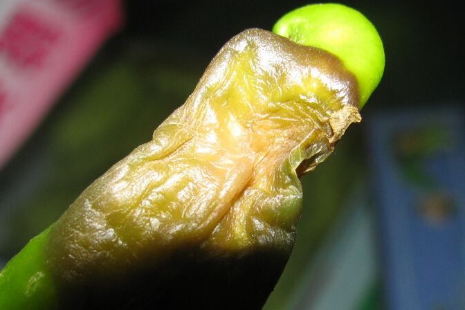 辣椒臍腐病