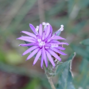 Stenocephalum megapotamicum