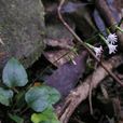 纖細兔兒風 纖細兔兒風