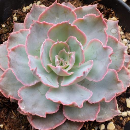 晨光(景天科擬石蓮屬多肉植物) 晨光(景天科擬石蓮屬多肉植物)