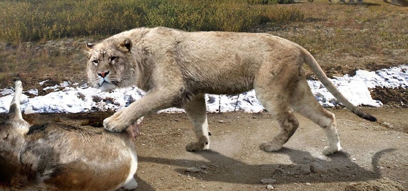 洞獅是獅嗎，有多大？能否打得過東北虎？