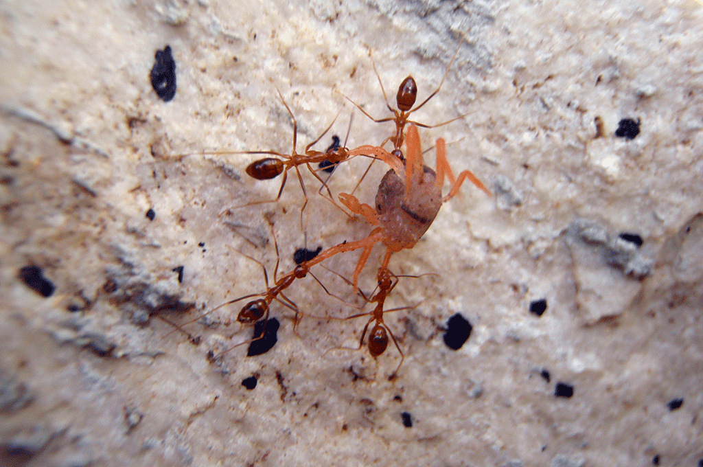 細足捷蟻攻擊幼蟹
