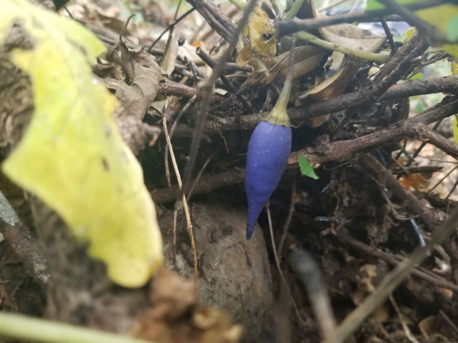 Lycianthes acapulcensis