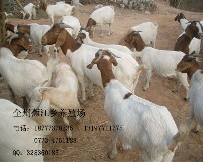 桂林全州蕉江波爾山羊養殖場