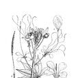 美麗白花菜 美麗白花菜