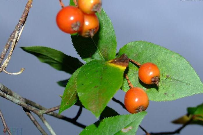 小花石楠 小花石楠