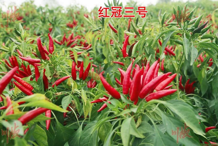 紅冠三號 紅冠三號