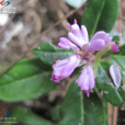 一包花(遠志科遠志屬植物) 一包花(遠志科遠志屬植物)