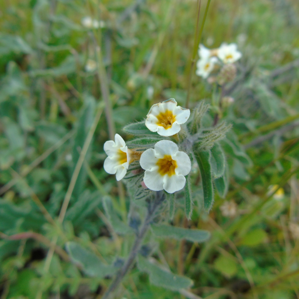 Alkanna corcyrensis