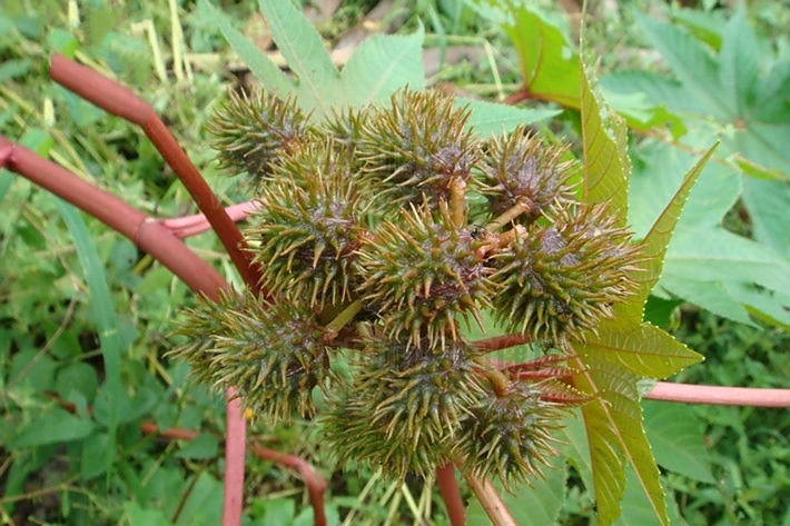 淄蓖麻7號 淄蓖麻7號