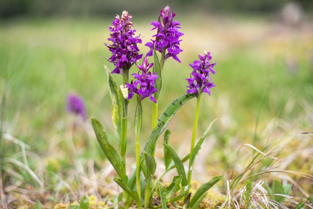 Dactylorhiza cordigera Dactylorhiza cordigera
