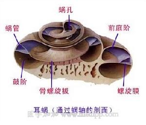 聽覺器官(耳朵結構)