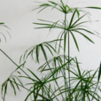 旱傘草屬 旱傘草屬
