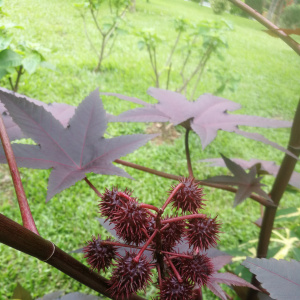 蓖麻(Ricinus communis) 蓖麻(Ricinus communis)