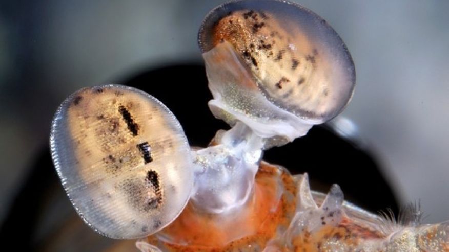 雀尾螳螂蝦的眼睛