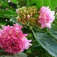 非洲芙蓉 非洲芙蓉