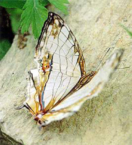 絲紋蛺蝶(圖1)