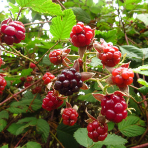 Rubus palmeri
