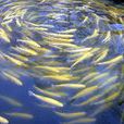 金鱒魚 金鱒魚