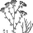 川甘亞菊 川甘亞菊