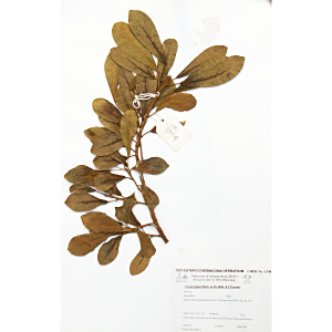 Ficus lingua