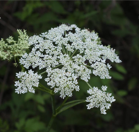 大齒山芹 大齒山芹