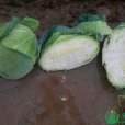 曉豐 曉豐
