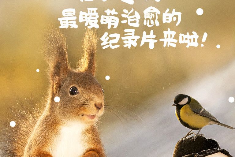 野生萌寵 野生萌寵