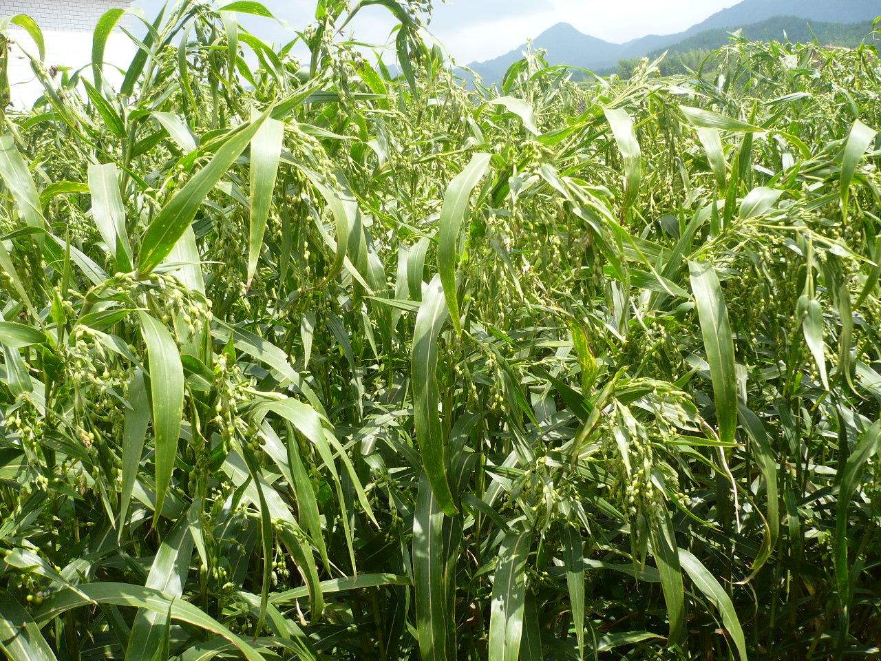 浦城薏米種植