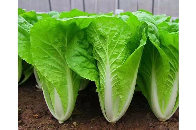 快菜2號 快菜2號