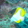 銀斑蝶魚