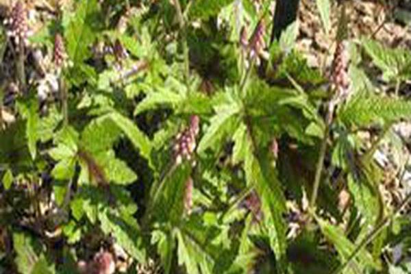 Tiarella \x27Sugar and Spice\x27