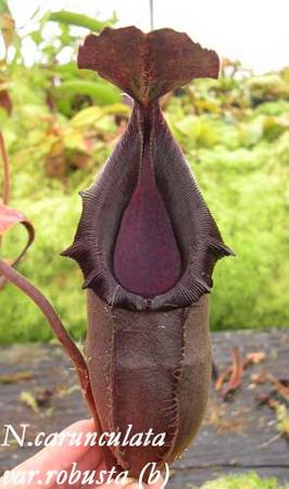Nepenthes carunculata var. robusta