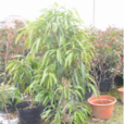 長葉榕 長葉榕