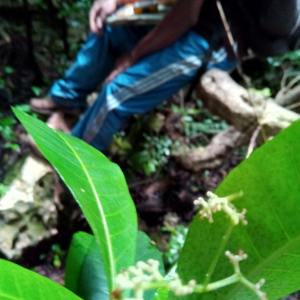 Psychotria polygrammata